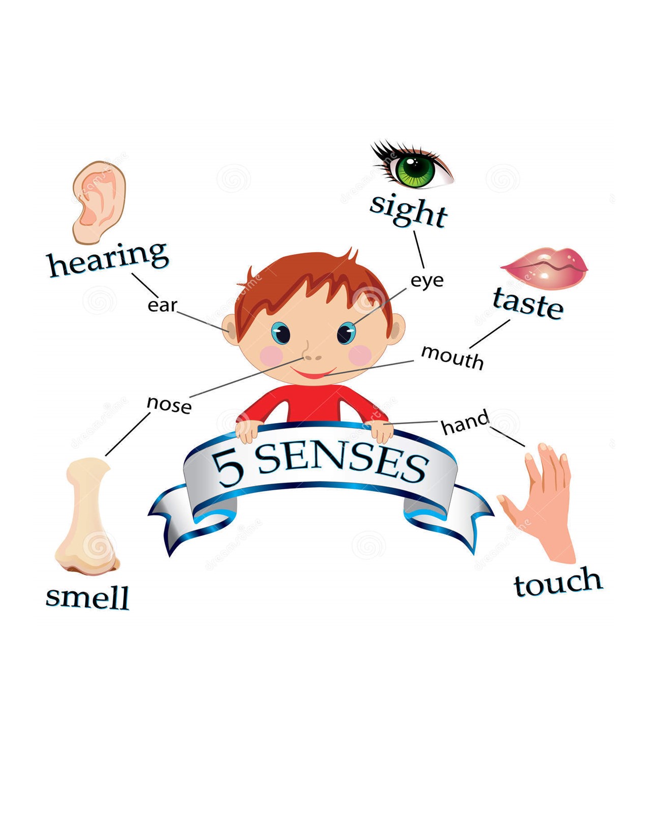 5 senses png