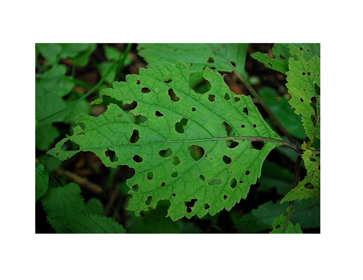 eaten leaf png