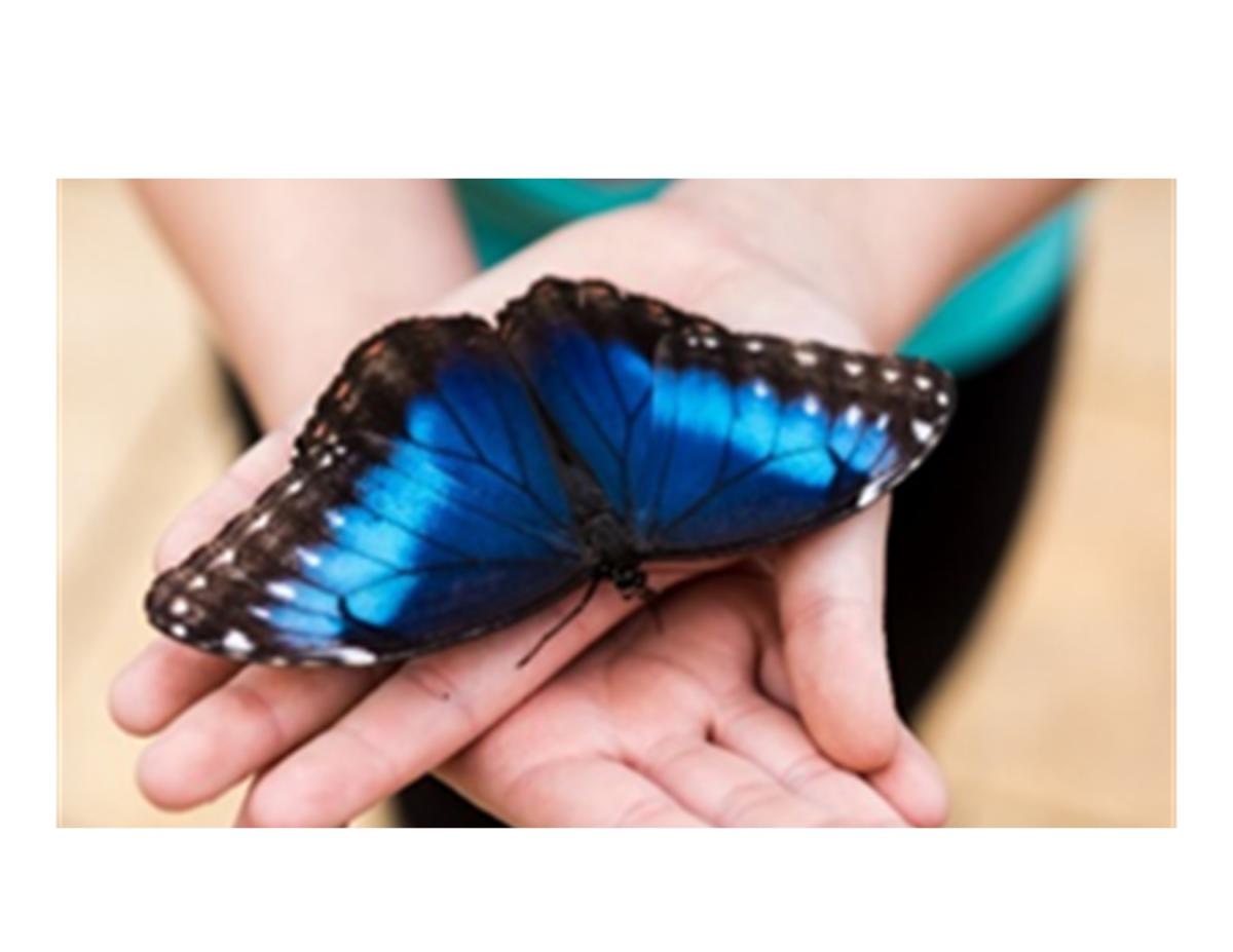 blue butterfly